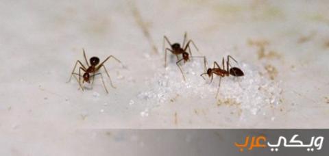 طرق للتخلص من النمل