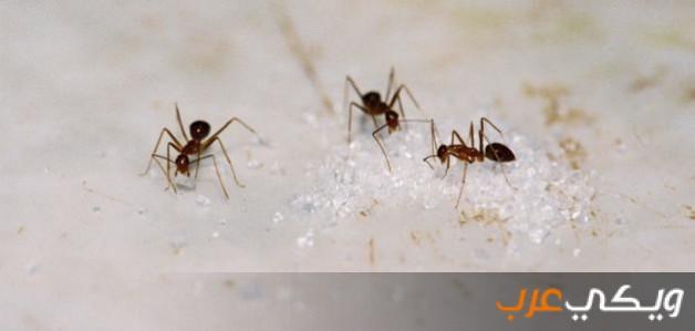 طرق للتخلص من النمل الاسود